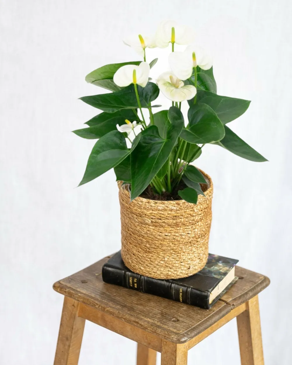 Anthurium blanc 43cm - plante d'intérieur
