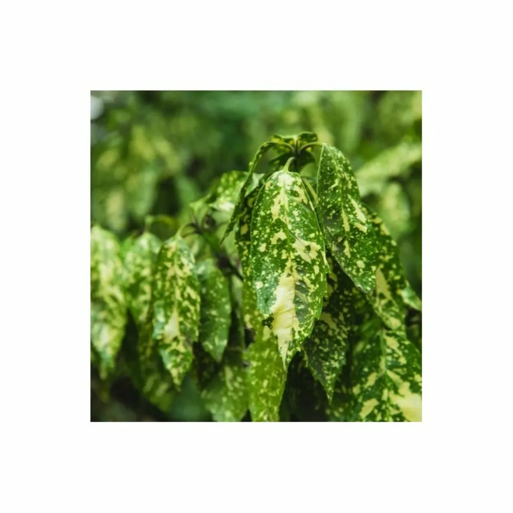 Aucuba à feuilles de croton (aucuba japonica 'crotonifolia') - godet 9cm