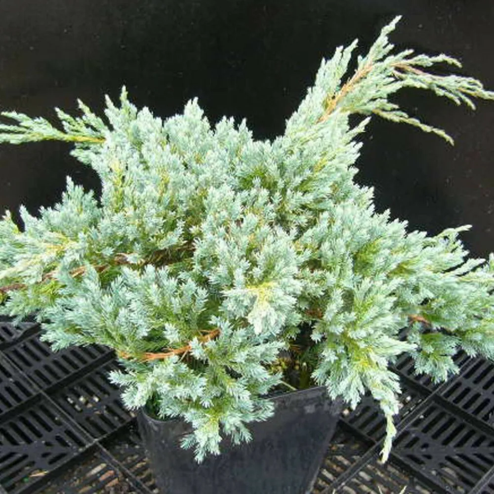 Genévrier écailleux blue carpet/[-]pot de 3l - 20/40 cm