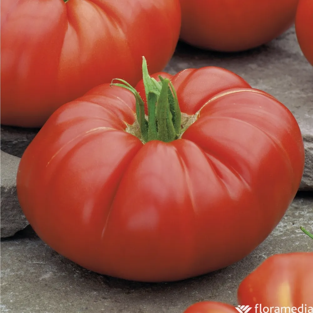 Plants de tomates 'Supersteak' F1 : barquette de 6 plants